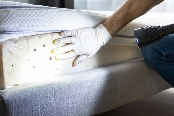 Best Affordable Pest Control Services  in Beach, ND