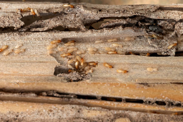 Best Cockroach Control Services  in Beach, ND