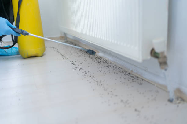 Best Mosquito Control Services  in Beach, ND